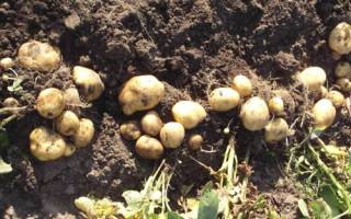 Засухоустойчивый и неприхотливый сорт картофеля «метеор»: описание и характеристика