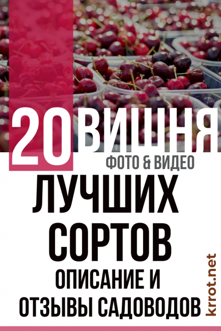 Жуковская – популярный сорт вишни: посадка и уход, отзывы
