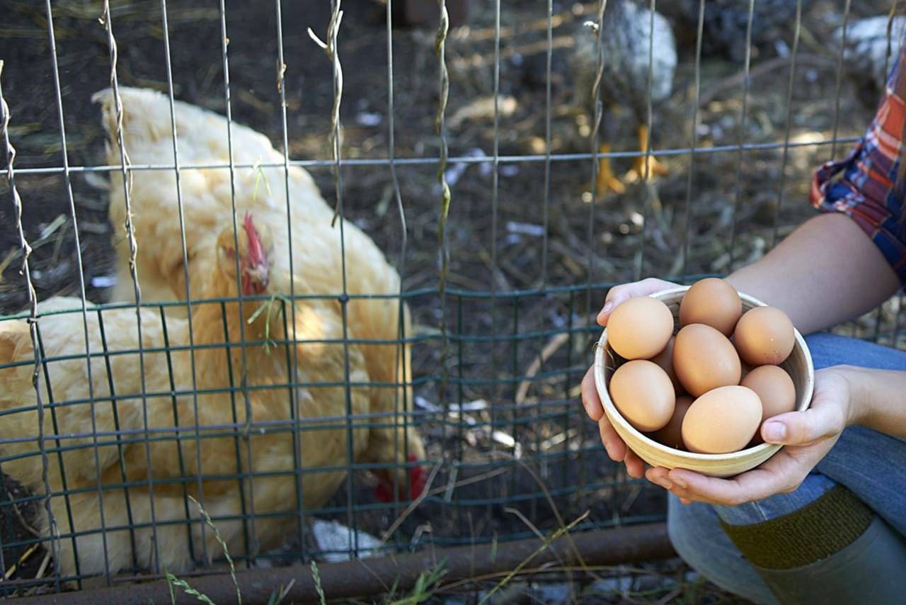Могут ли куры нести яйца без петуха, какую роль в курятнике выполняет петух и можно ли обойтись без него? мифы и их опровержения