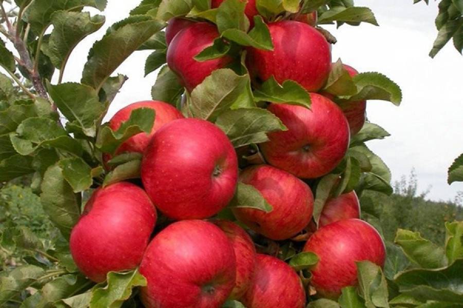 Яблоня джин - зимняя колоновидная - описание сорта, урожайность | саженец.ру