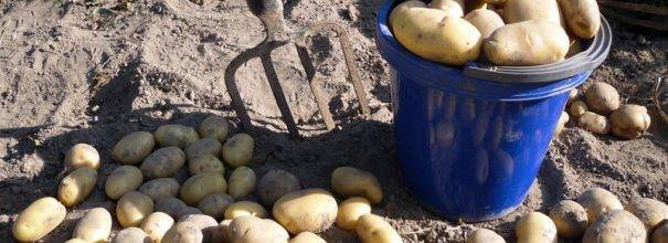 Какие удобрения лучше вносить при посадке картофеля: советы от мастеров-огородников