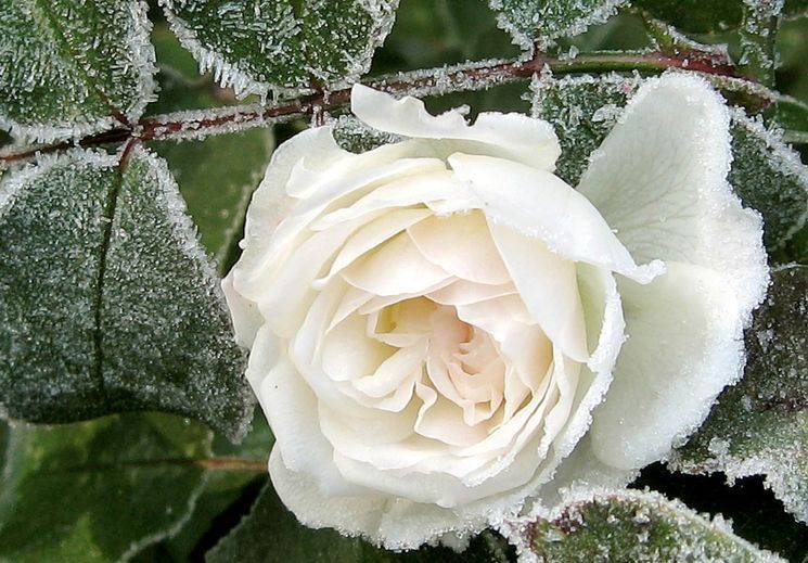 Укрываем розы на зиму – лучшие варианты