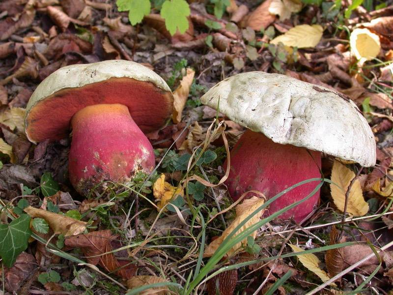 Ядовитые трубчатые грибы | желчный гриб | перечный гриб | сатанинский гриб