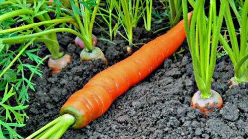 Сонник сажать морковь. к чему снится сажать морковь видеть во сне - сонник дома солнца
