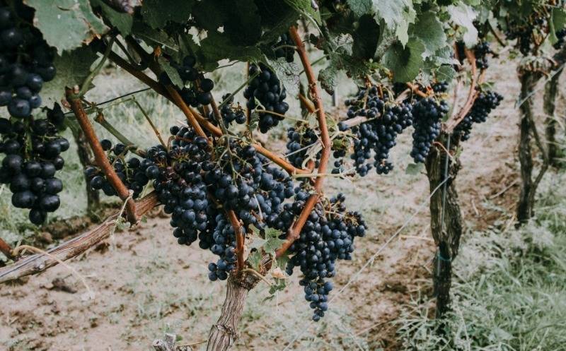 Описание и фото синих и черных сортов винограда