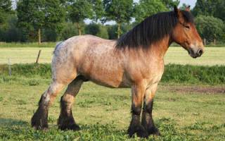 Тяжеловозные породы лошадей | конный портал