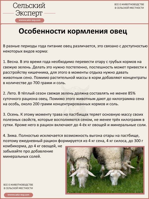 ᐉ загон для овец: строительство своими руками, 2 варианта - zooon.ru