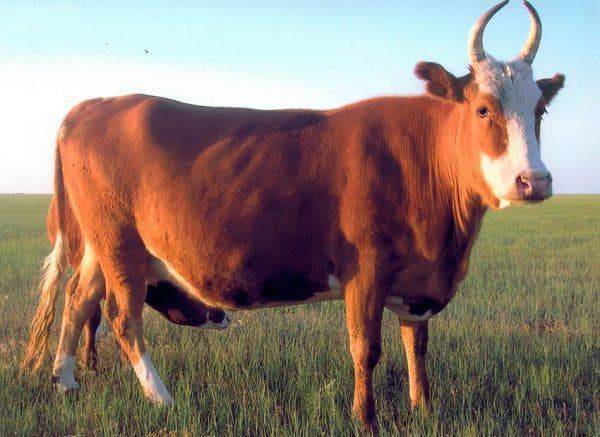 Костромская порода сельскохозяйственных коров