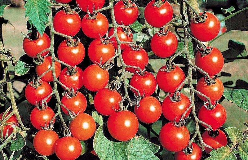 Самые популярные сорта помидоров черри