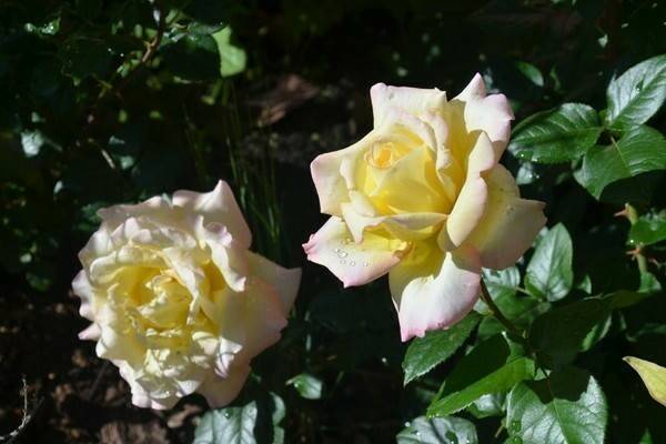Описание розы сорта глория дей, посадка, выращивание и уход