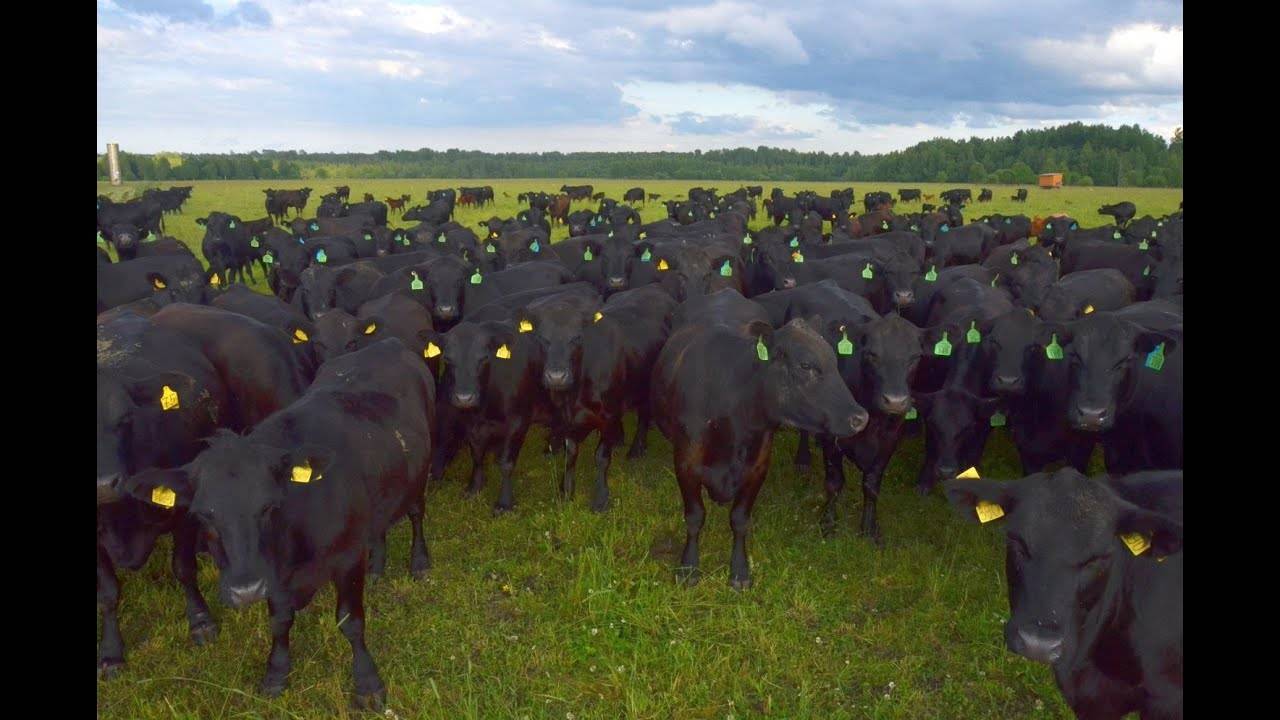 Характеристики абердина – ангусской породы быков