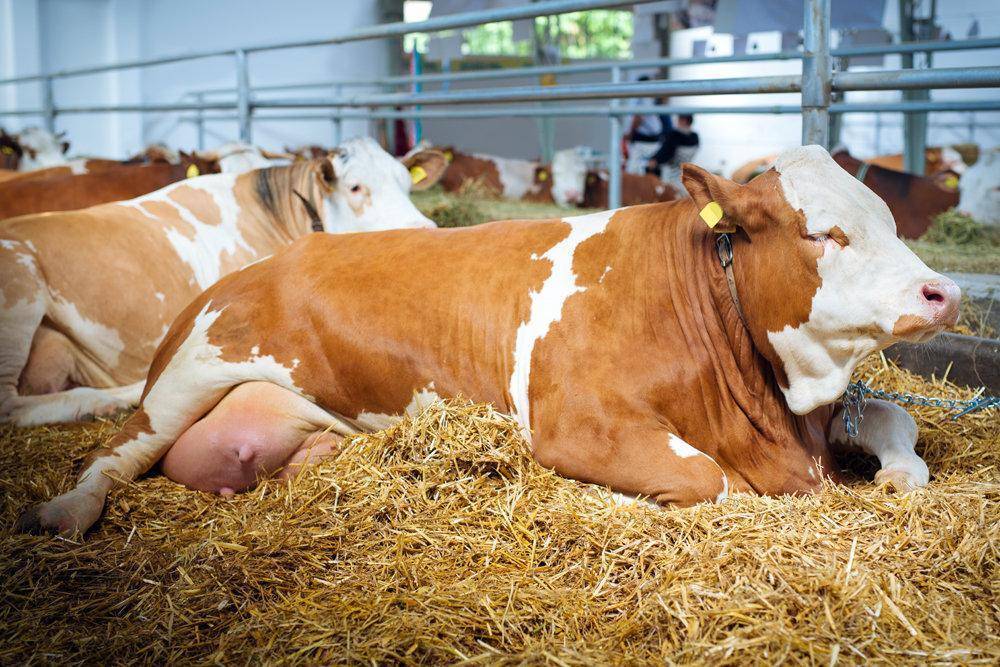 Лечение эндометритов у коров