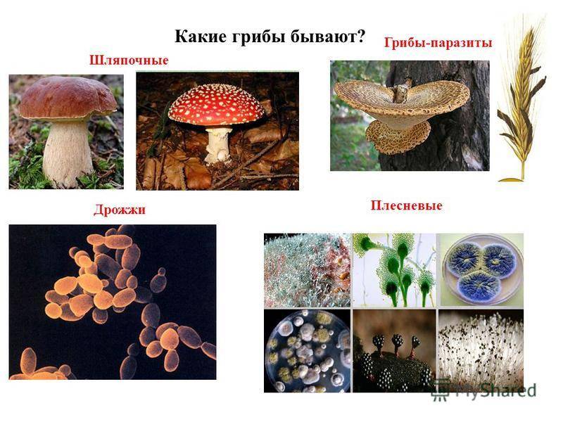 Реферат: основные дереворазрушающие грибы