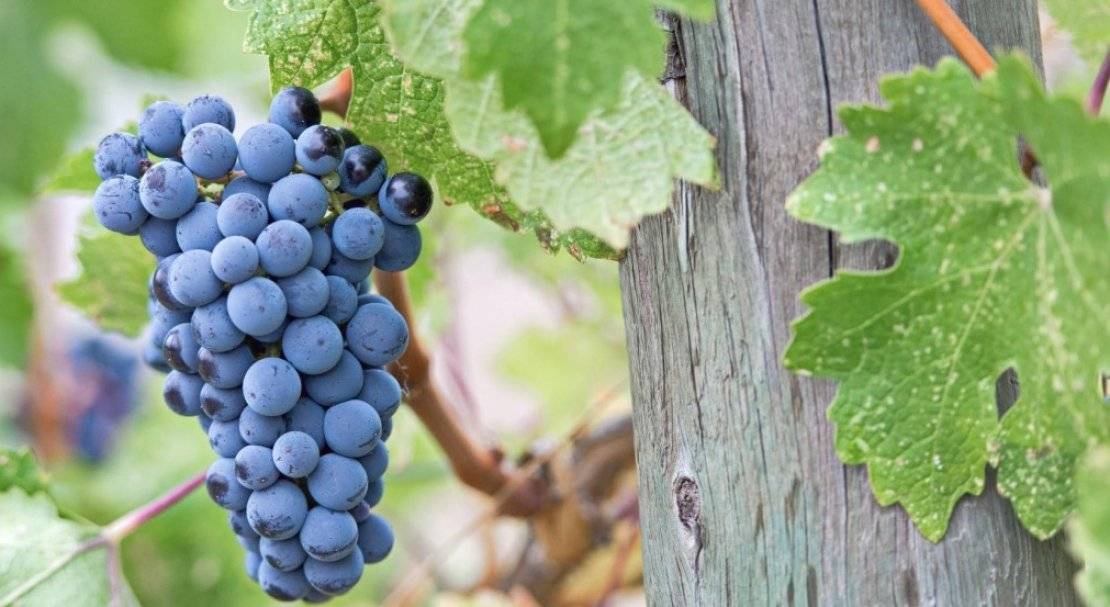 Виноград мерло: описание сорта