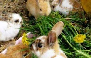 Можно ли давать кроликам одуванчики с листьями, видео и фото