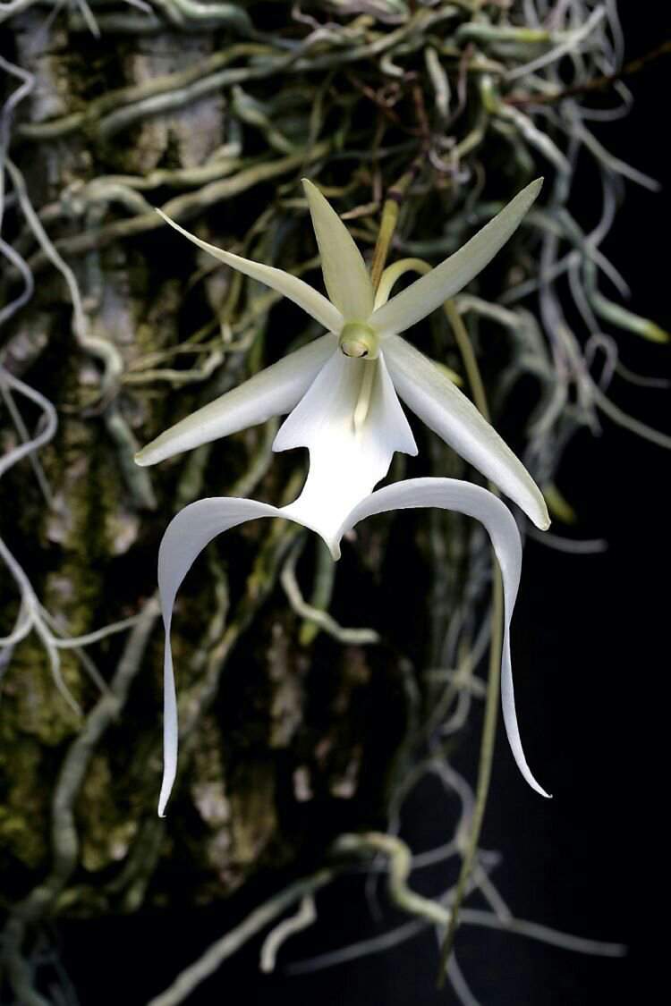 Выращивание орхидеи в домашних условиях- уход, полив, пересадка и размножение
