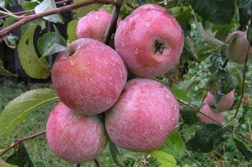 Борьба с яблонным цветоедом: эффективные методы по избавлению от вредителя цветов на яблоне
