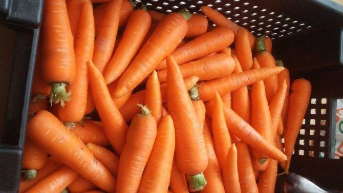 К чему снится морковь: не хватает витамина а?