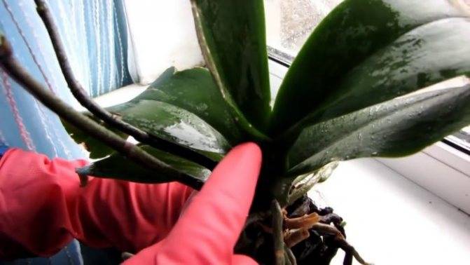 Болезни орхидеи с фото и их лечение в домашних условиях