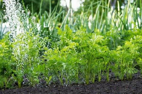 Как сеять морковь, чтобы быстро взошла: как правильно посадить, чтобы ускорить всхожесть семян, что нужно делать перед этим, как вырастить и чем обрабатывать? русский фермер