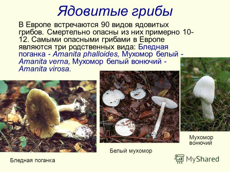 Существующие грибы-хищники