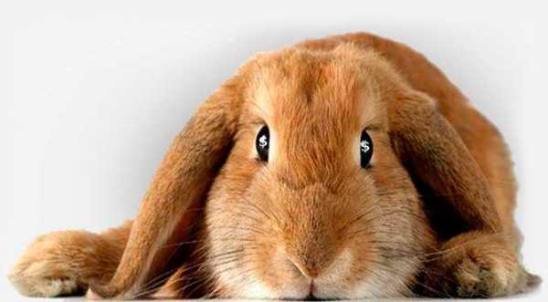 Разведение кроликов как бизнес выгодно или нет?