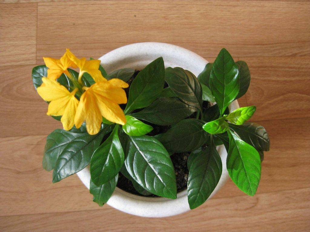 Цветок кроссандра в домашних условиях - уход, выращивание