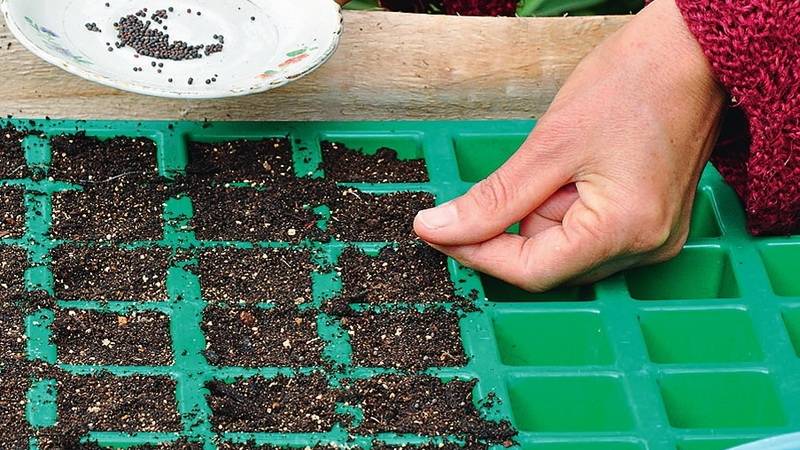 Как вырастить рассаду ранней капусты чтобы она не вытягивалась