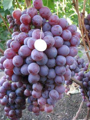 Виноград кардинал: описание сорта и особенности выращивания, характеристики кустов и ягод