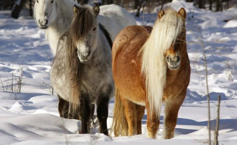 Якутская лошадь (29 фото): характеристика и виды породы. что означает «саха ата»? тонкости содержания летом и зимой. особенности диких, северных лошадей