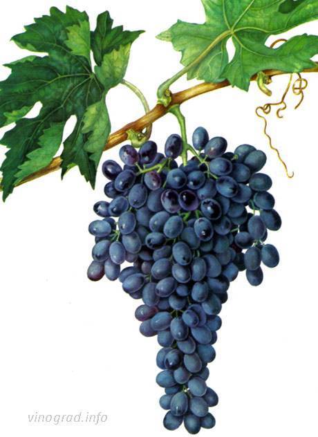 Виноград сорта кишмиш в средней полосе россии. какие сорта могут выжить в этих условиях?