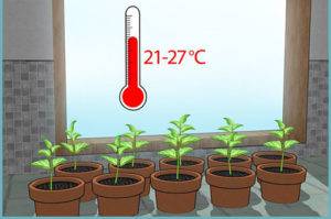 Какая температура должна быть в теплице для рассады: оптимальная температура (таблица)
