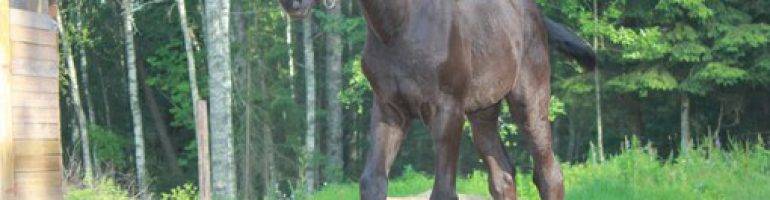 Мыт у лошади: описание болезни, причины и лечение - сельская жизнь