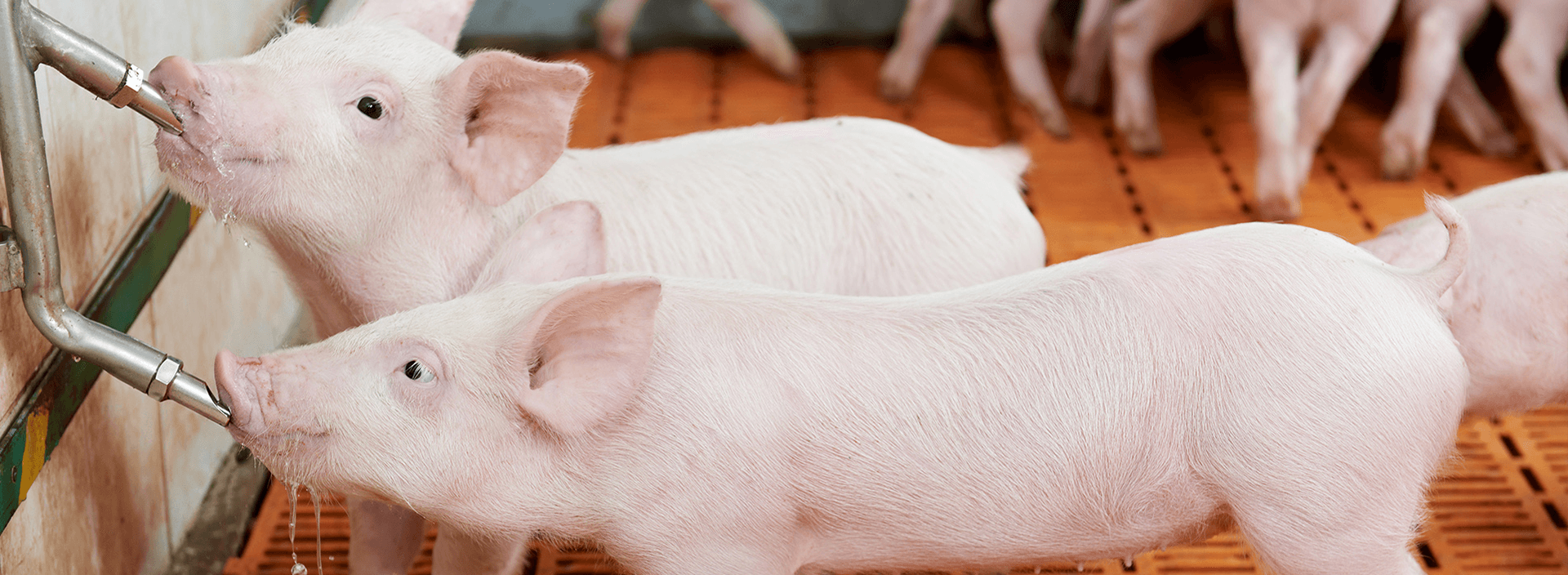 Кормовые добавки для свиней, стимуляторы роста и витамины