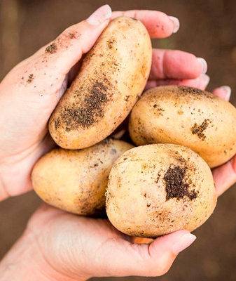 Картофель коломбо: описание сорта, его характеристика и фото русский фермер