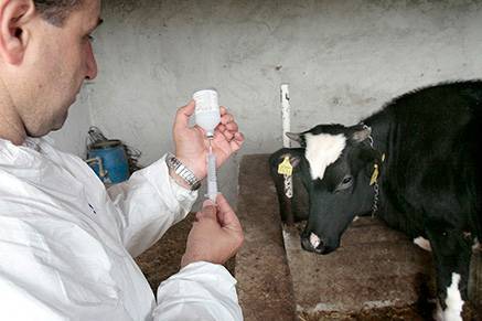 Нодулярный дерматит крс - болезни коров