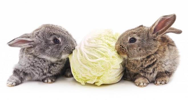 Можно ли давать кроликам капусту: польза или вред, правила кормления