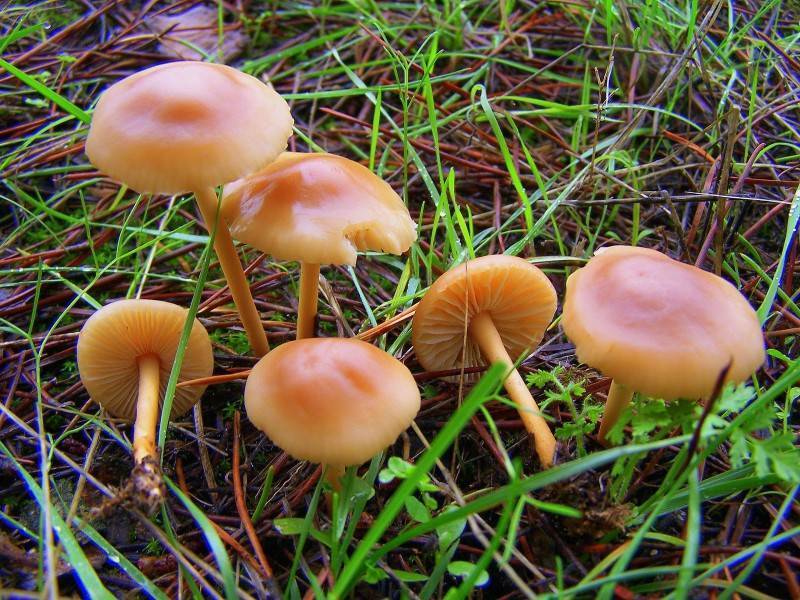 Луговой опенок: описание, съедобный гриб или нет, фото — selok.info
