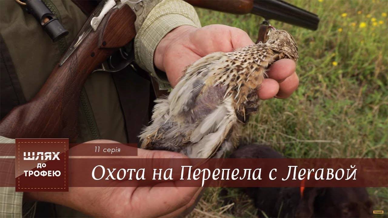 Крымский охотник - охотничий блог - перепел