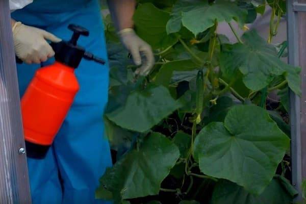 Трихопол для огурцов и помидоров:  как правильно развести препарат для борьбы с фитофторой и фитофторозом