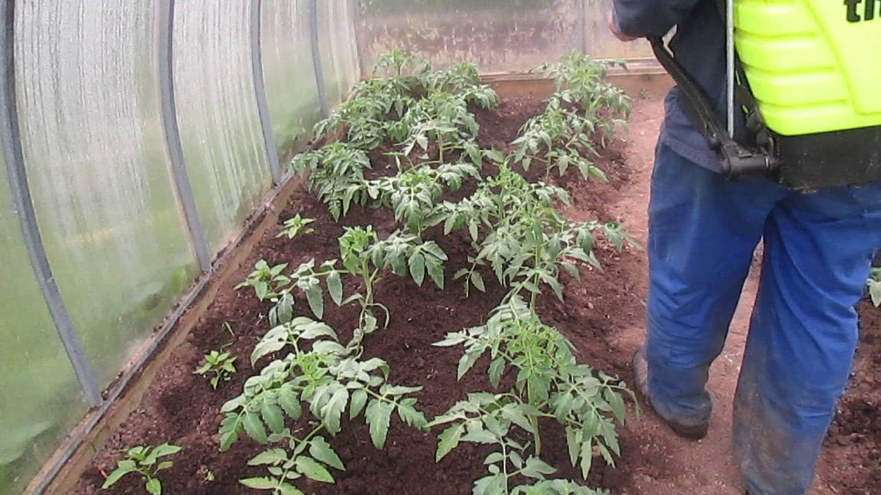 Как бороться с фитофторой на помидорах - чем и когда их обработать