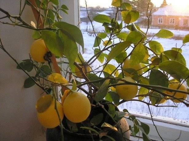 Что делать, если бледнеют листья у лимона