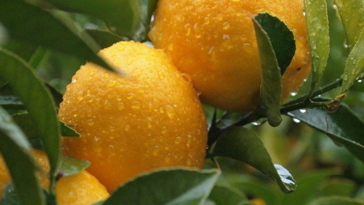 Особенности пересадки лимонного дерева в новый горшок