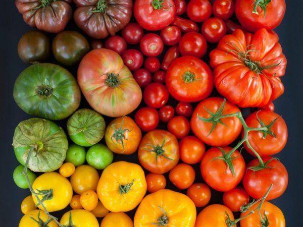 Лучшие сорта томатов (помидоров) на 2018 год для урала и сибири. отзывы и фото сортов томатов