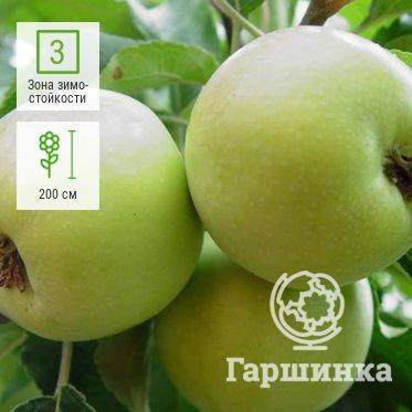 ✅ о яблоне братчуд: описание сорта, характеристики, агротехника, выращивание - tehnomir32.ru