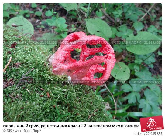 Решеточник красный – гриб необычной формы