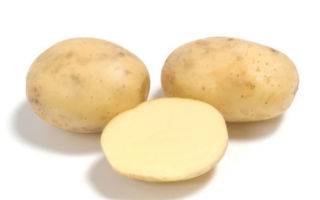 ✅ картофель коломбо надо выкапывать раньше. картофель коломбо: 8 особенностей и 10 советов по выращиванию и хранению - живой-сад.рф