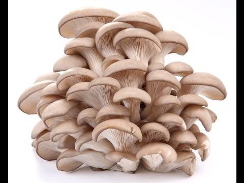 Как чистить грибы: белые, вешенки, шампиньоны, маслята, зеленки, опята, валуи, рыжики, лисички, польский