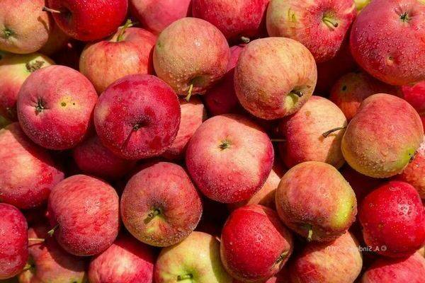 О зимнем сорте яблони «память ульянищева»
