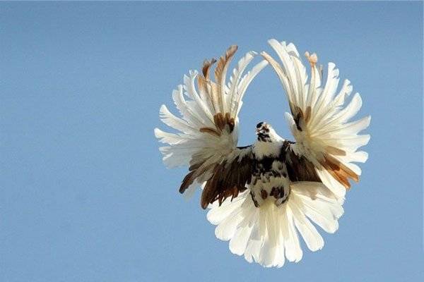 Николаевские голуби (14 фото): в чем уникальность полета птиц? мраморные и бокатые окрасы высоколетной породы, красные и белохвостые, черные и желтые голуби